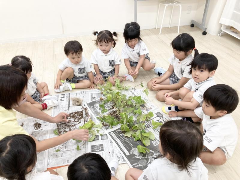 あさがお観察《大阪市西区,新町にある幼児教育一体型保育園HUGアカデミー、一時預かり、一時保育》